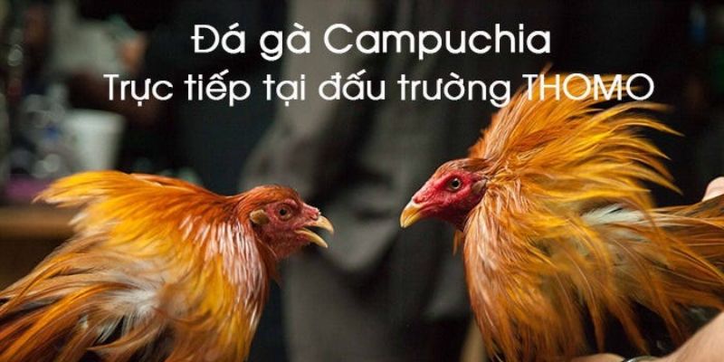 Đôi nét về sảnh đá gà Thomo tại nhà cái RR88